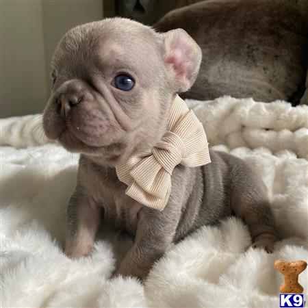 COUTURE WEST FRENCHIES Picture 3